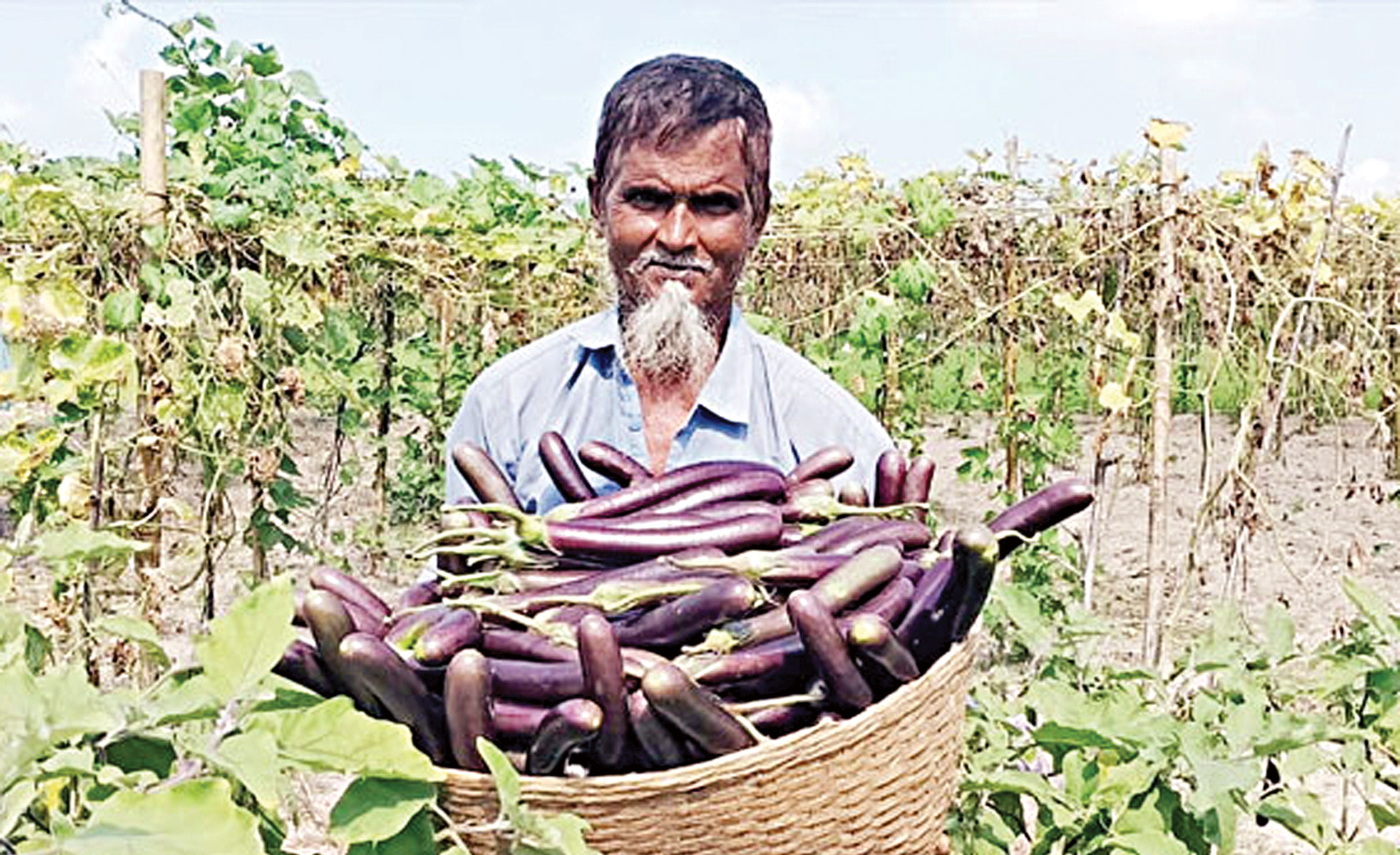 Vegetable farming on fallow land