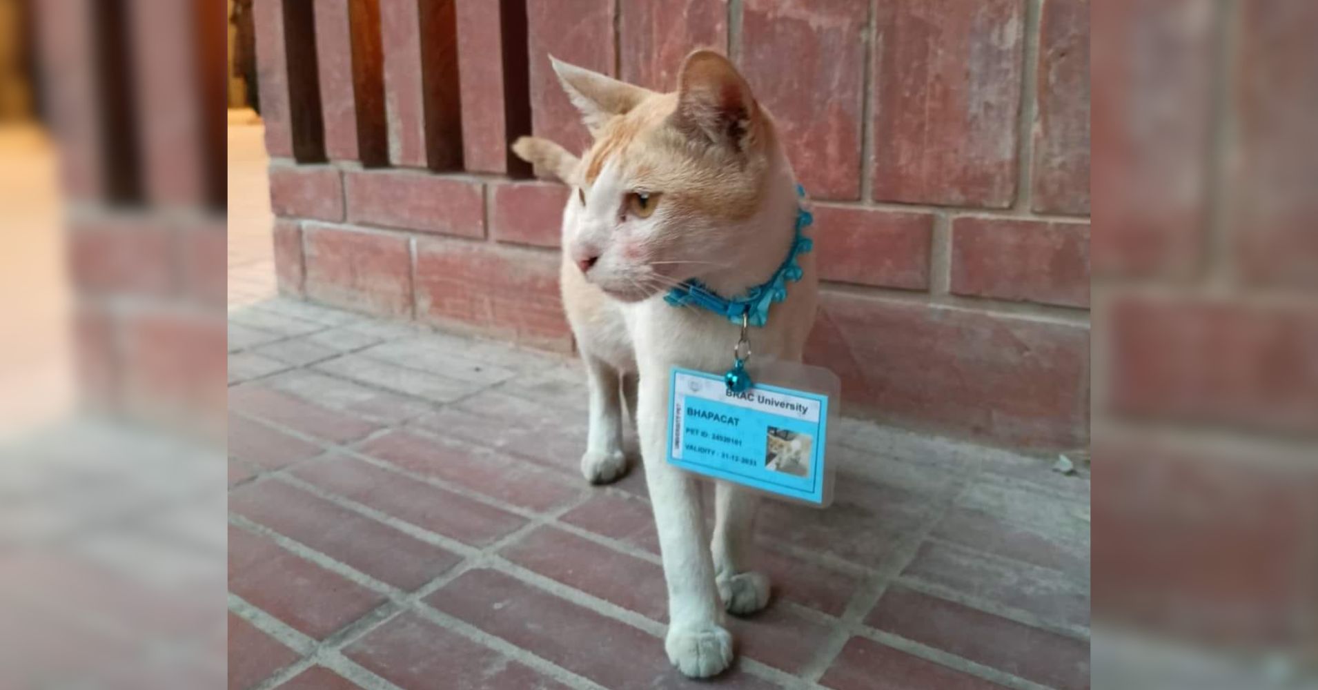 Meet BRAC University's pawsitively un-fur-gettable feline scholar, Bhapacat