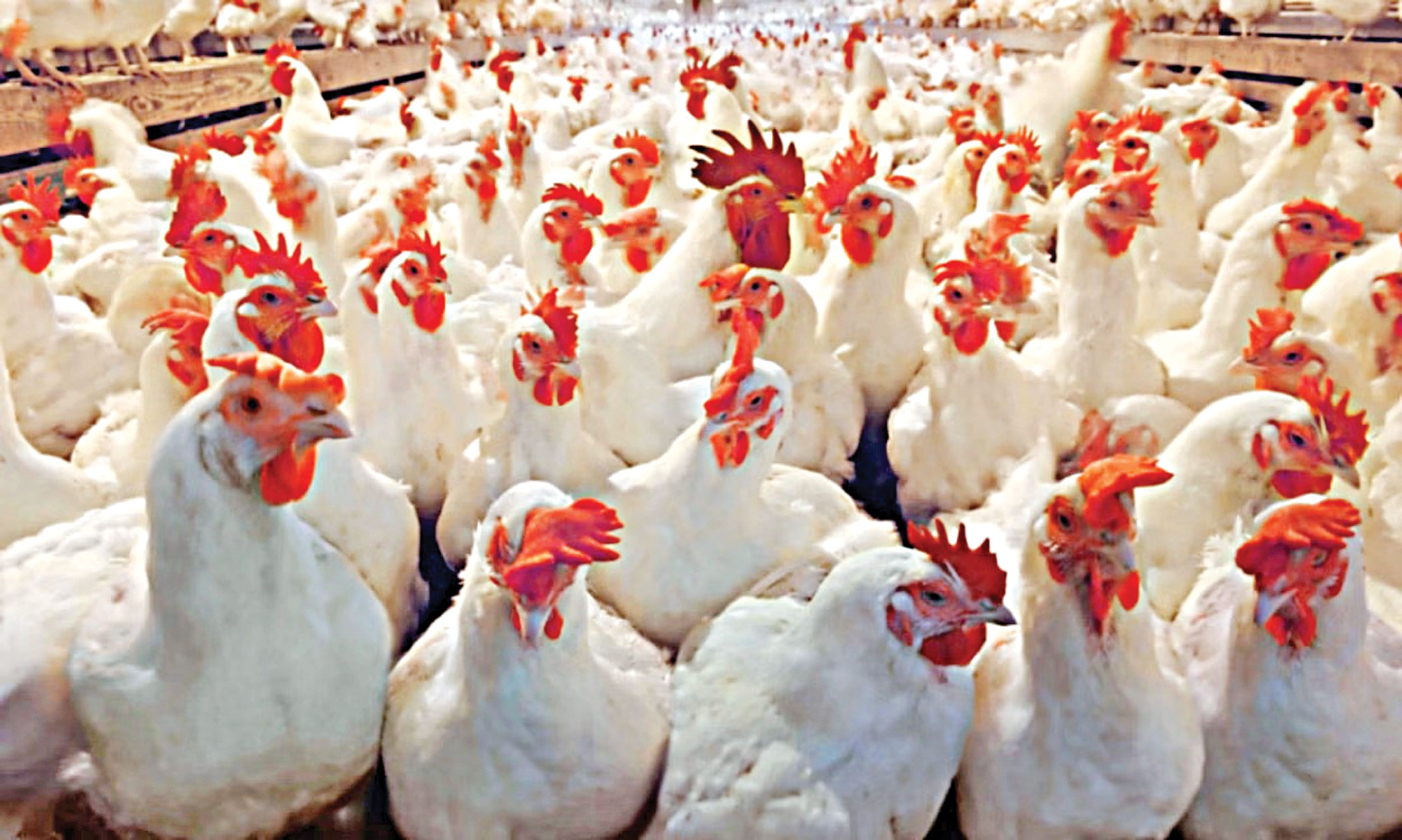 Extortion, clique jacking up prices of eggs, chicken