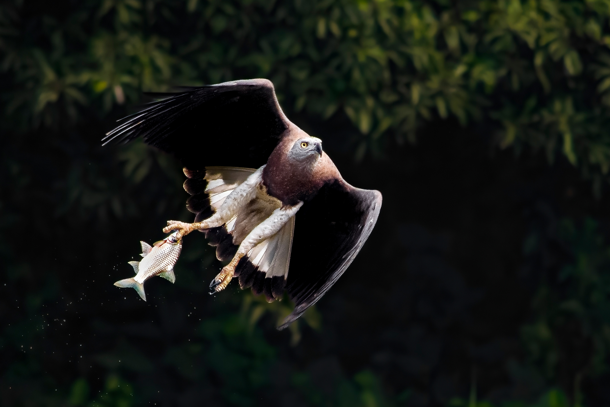 Birds of the National Botanical Garden: A photographer’s sanctuary