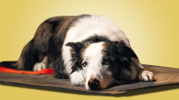 Messi, star of 'Anatomy of a Fall', to miss Oscars ceremony