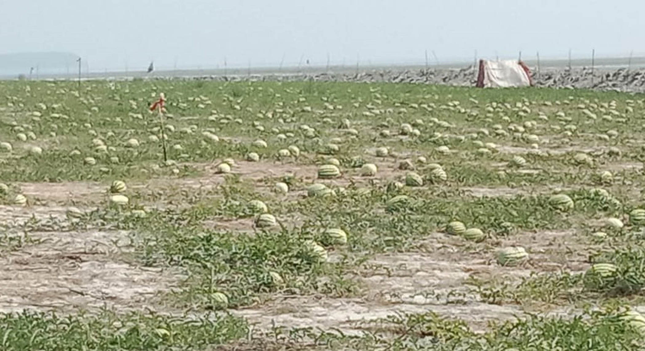 Watermelon price beyond consumers’ reach