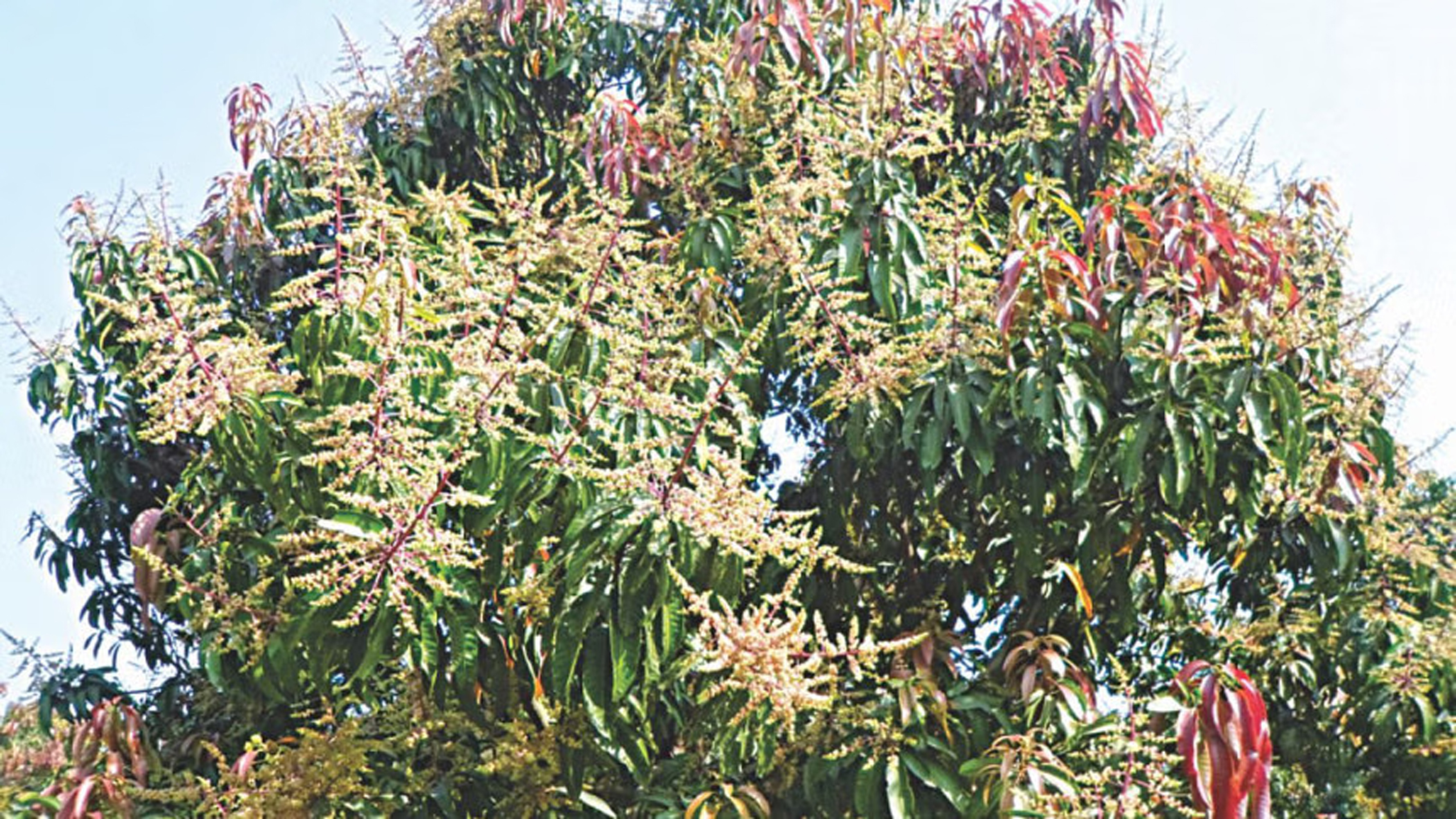Mango buds bloom in abundance
