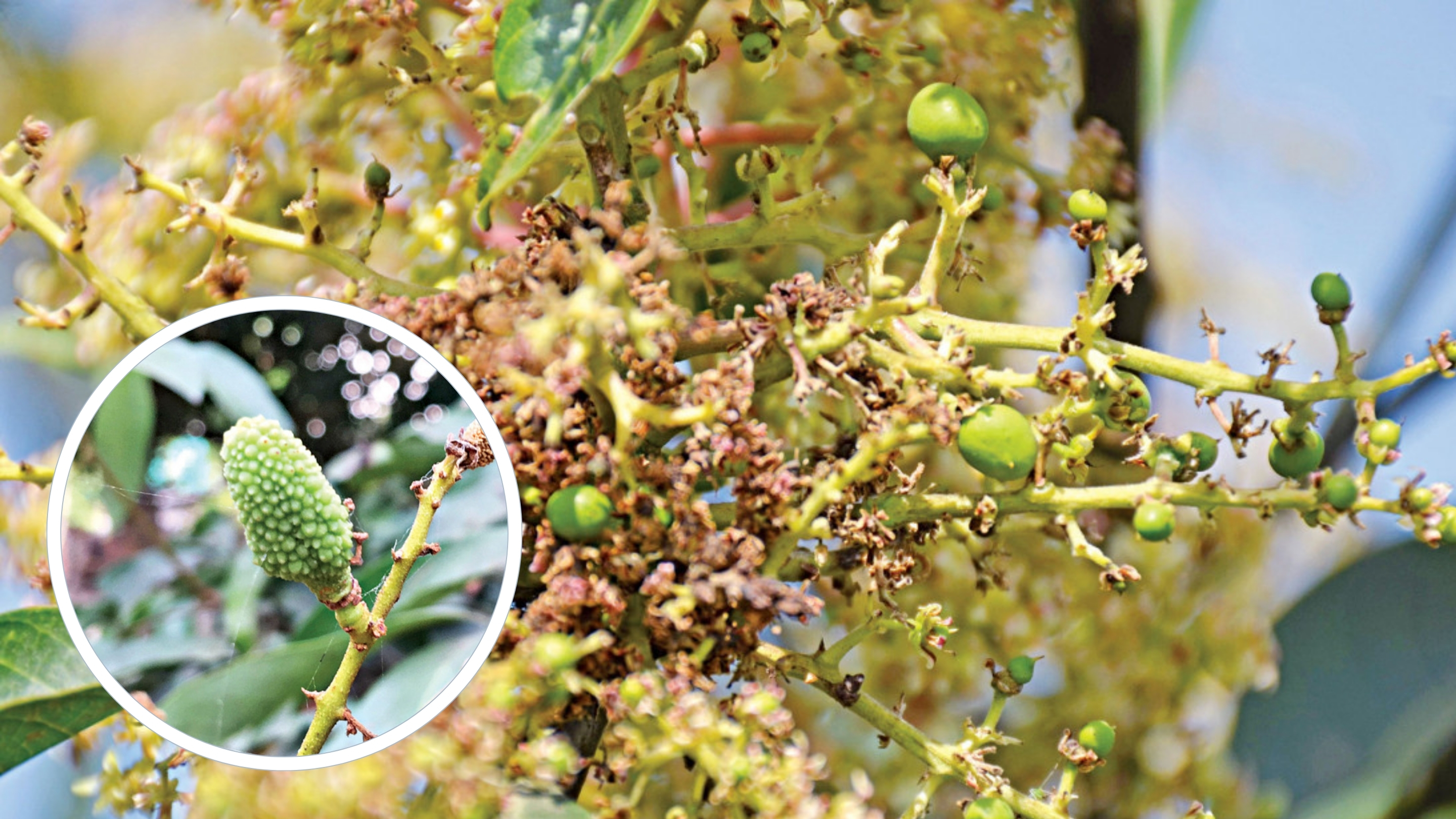 Mangoes and litchis taking a hit from the heat