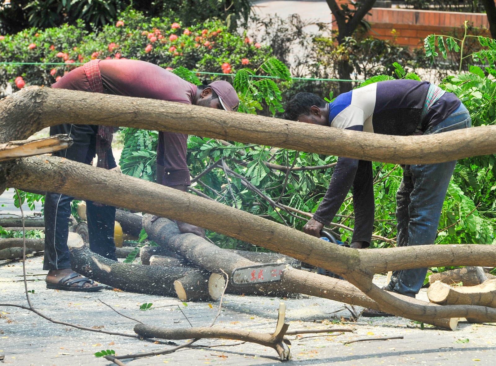 Bashundhara felling trees: Why make the city less livable? 