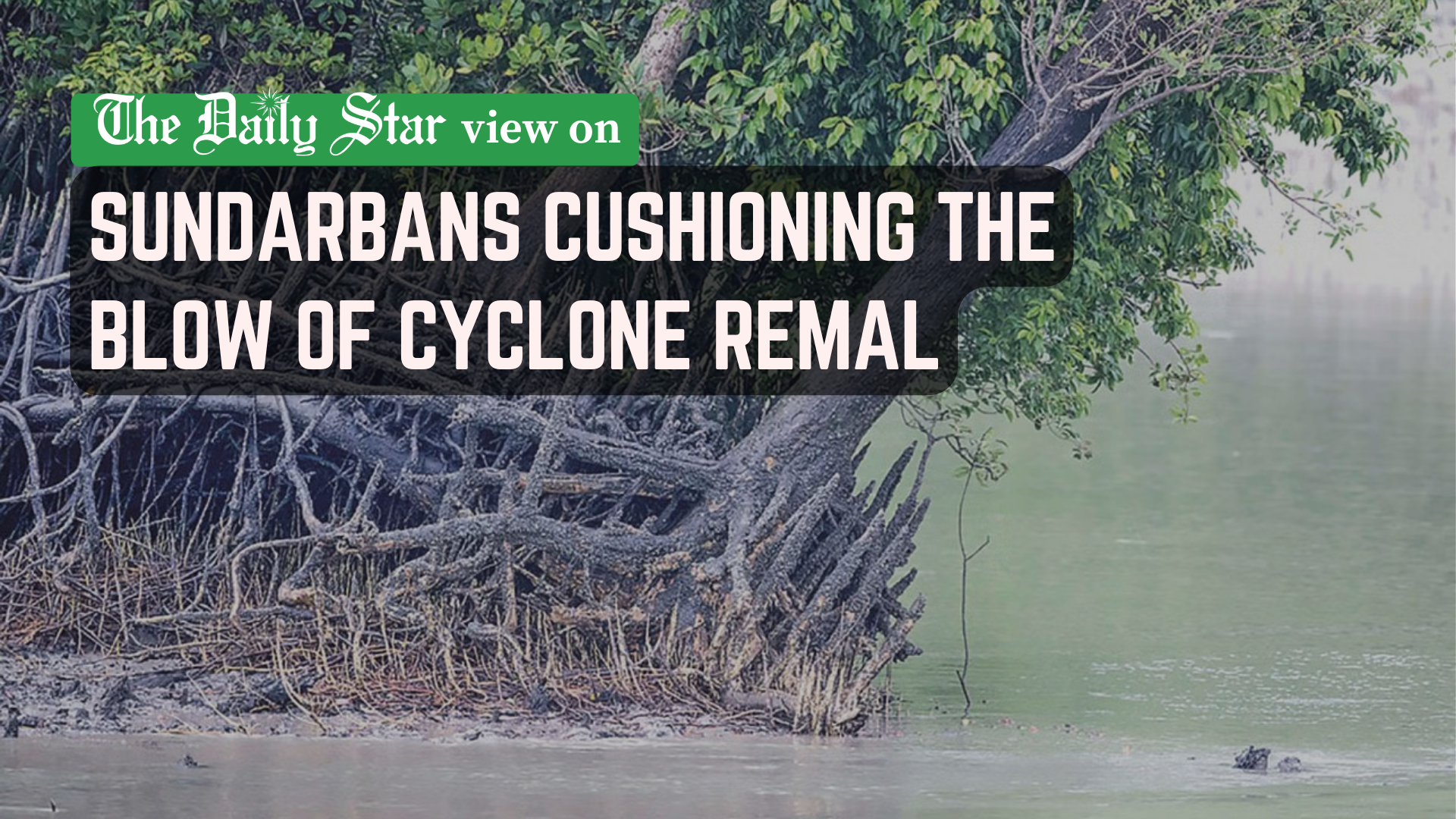 Sundarbans takes care of us, but who will take care of it?