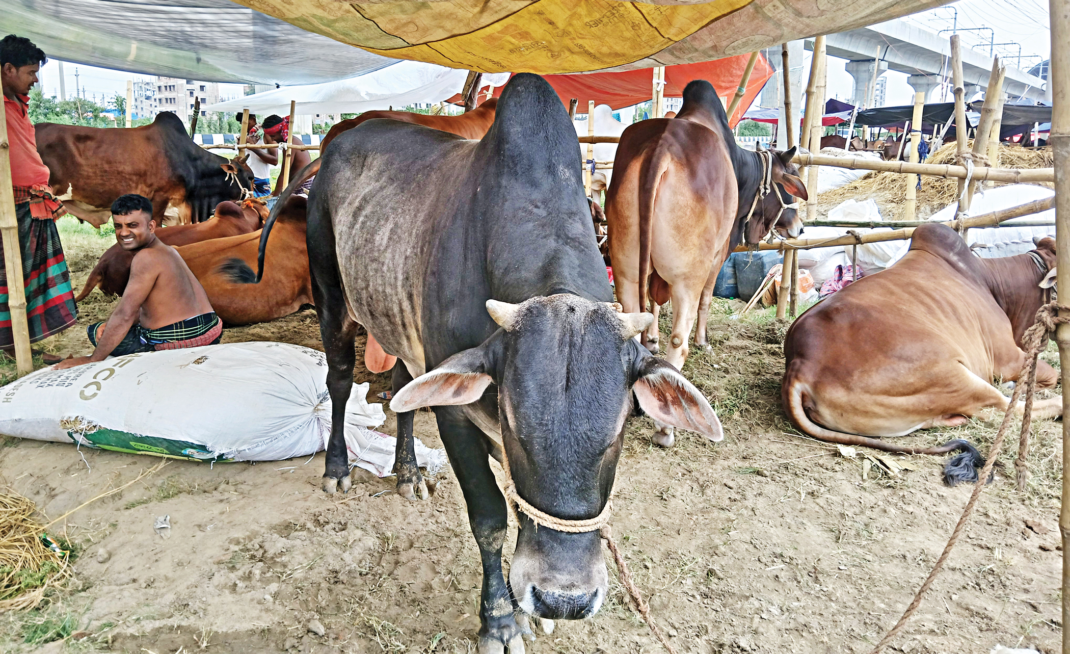 Will Dhaka’s cattle markets be ready before Eid?