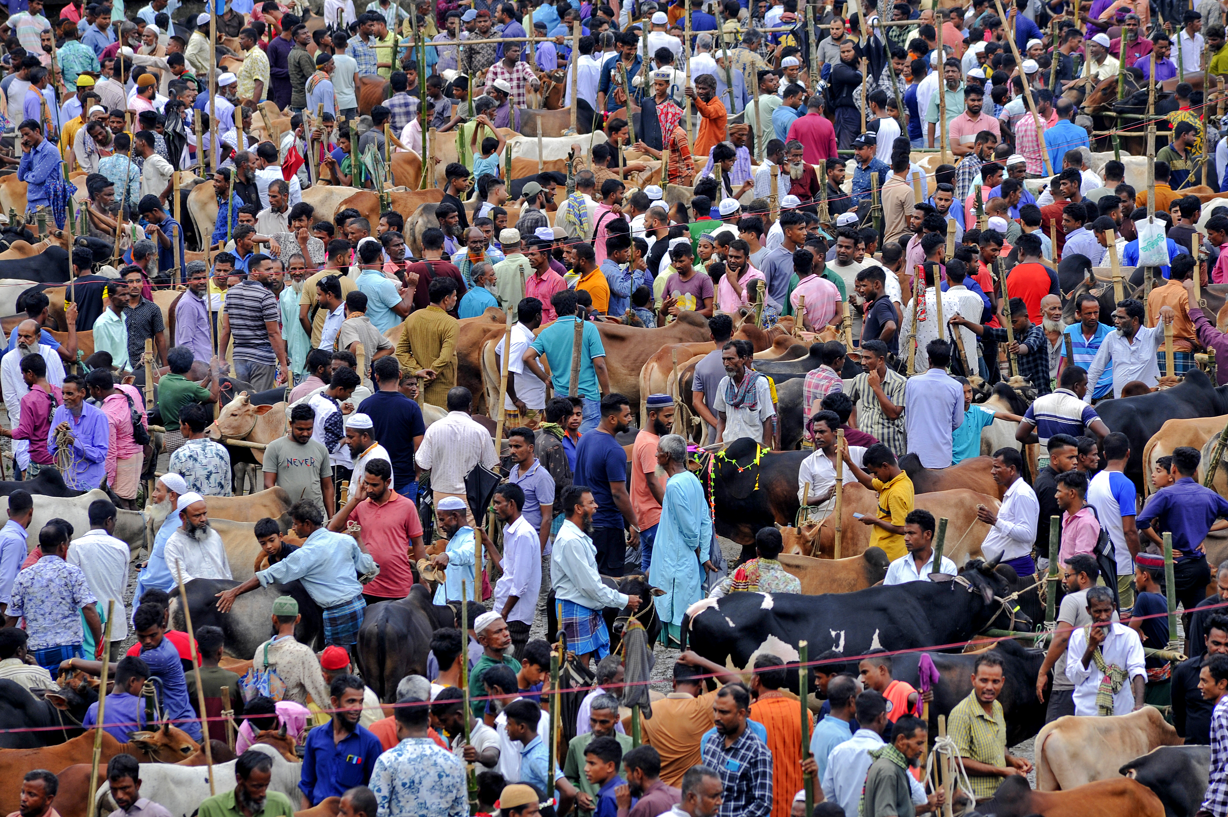 Cattle prices still high