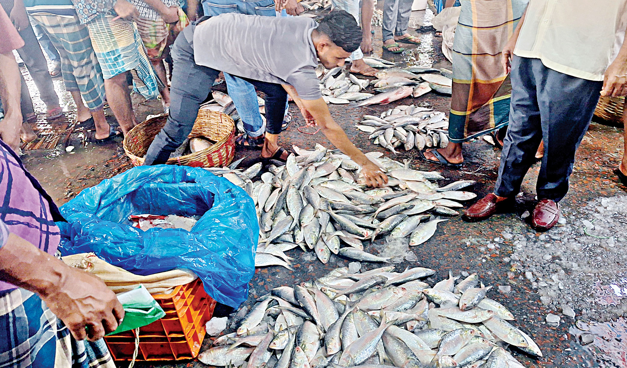 Hilsa remains costly despite export ban