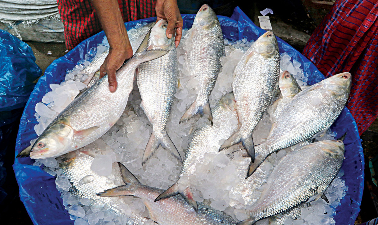 Indian fish importers request Bangladesh to allow hilsa export during Durga Puja