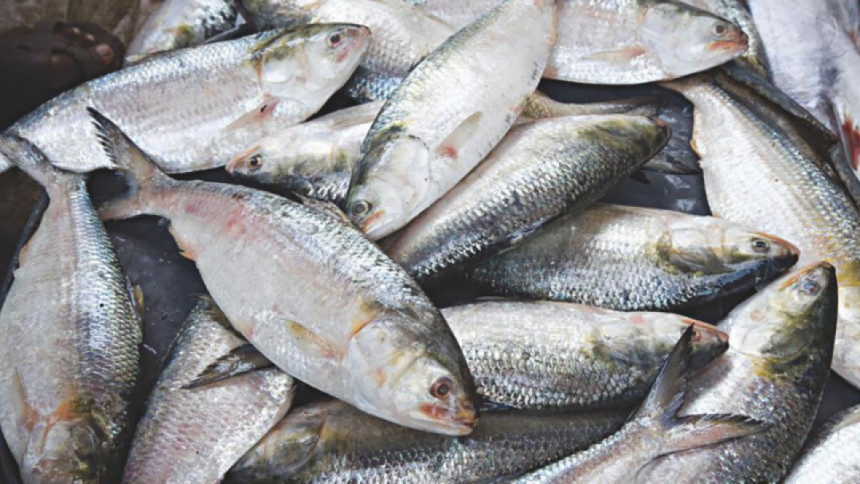 Hilsa diplomacy needs economic and ecological balance