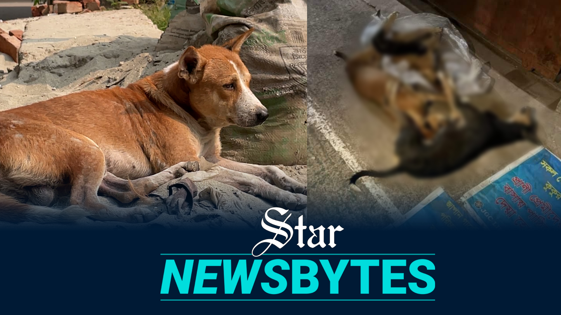 The tragic fate of stray animals in Japan Garden City 