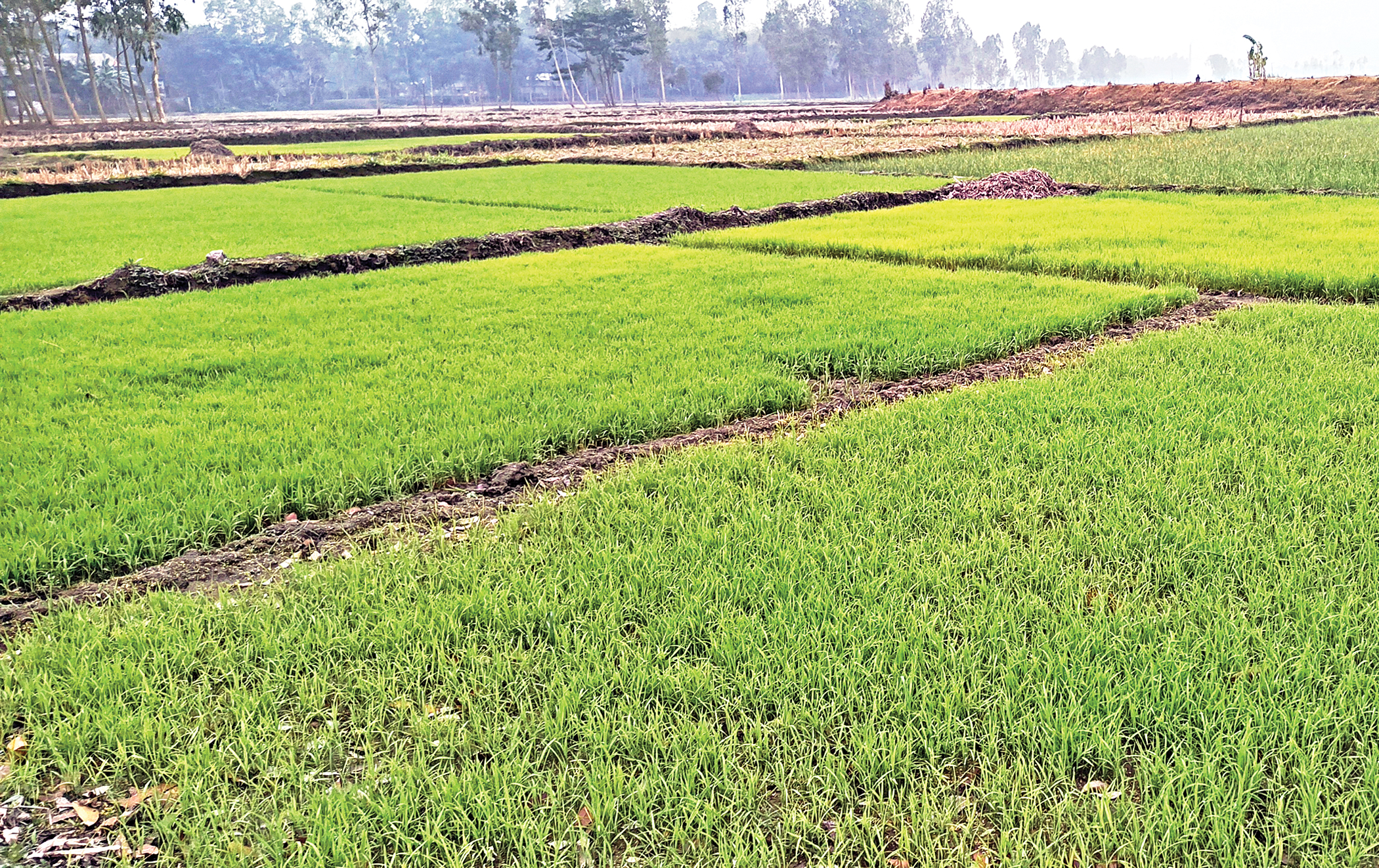 Don’t transplant Boro seedlings during cold spell: DAE