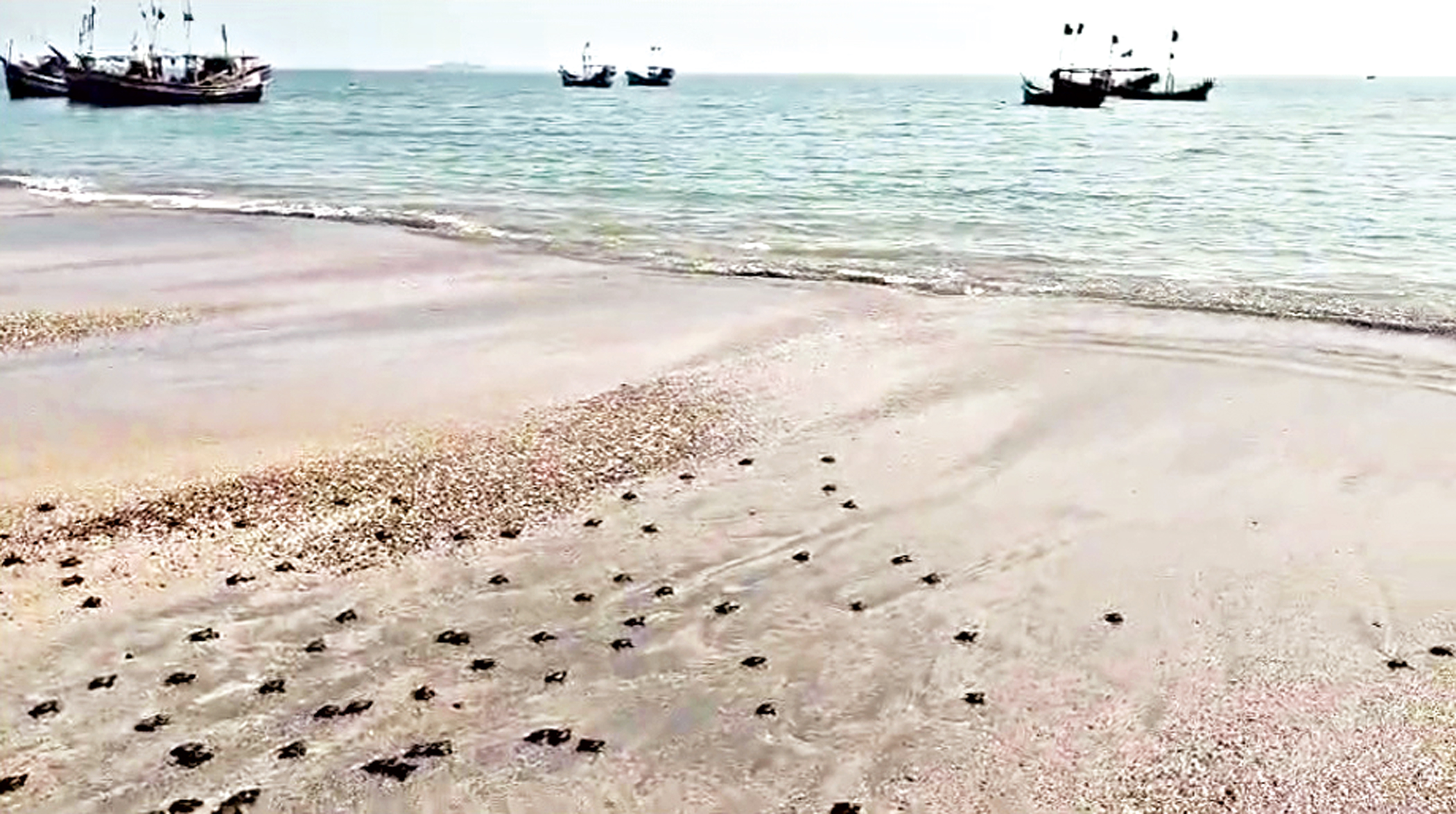 St Martin's Island: Tourism curb sparks ecological revival