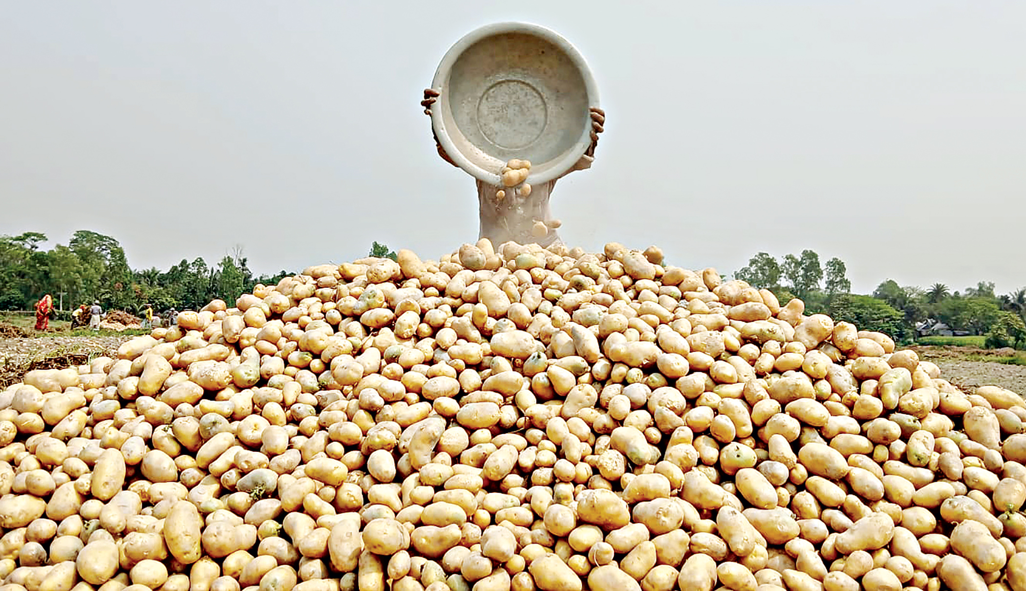 Potato farmers facing losses