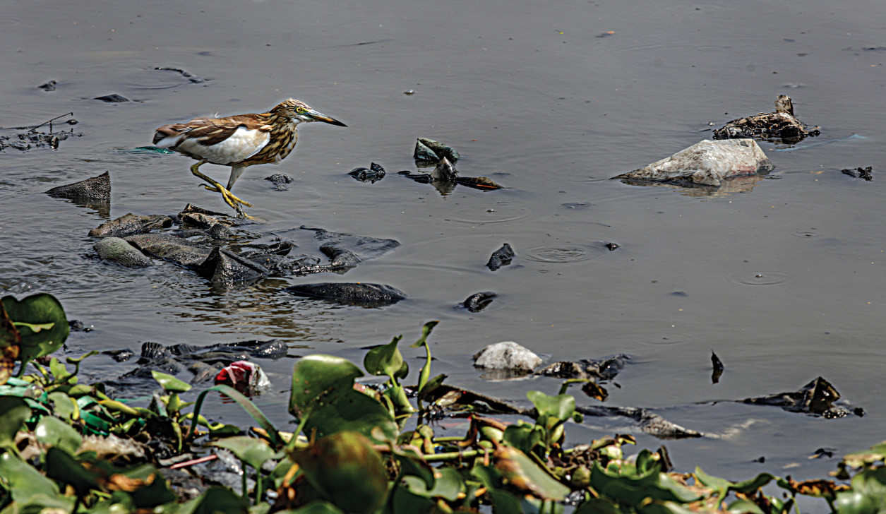 Let’s not send our biodiversity to the museum