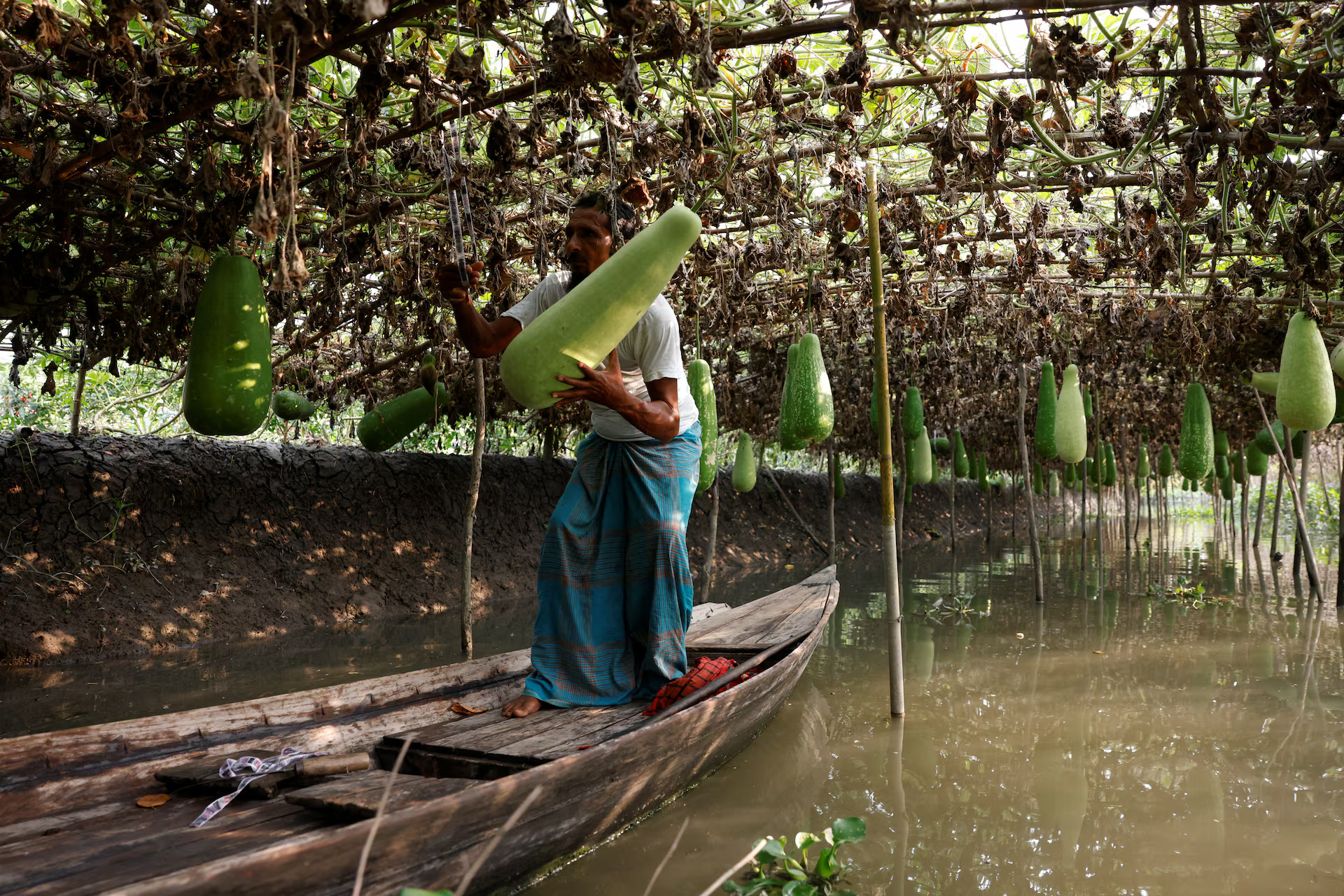 How vertical farming can ensure Bangladesh’s food security