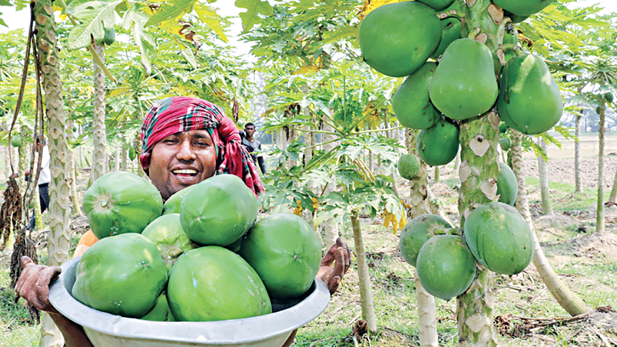 Potato, papaya now only choice for many families