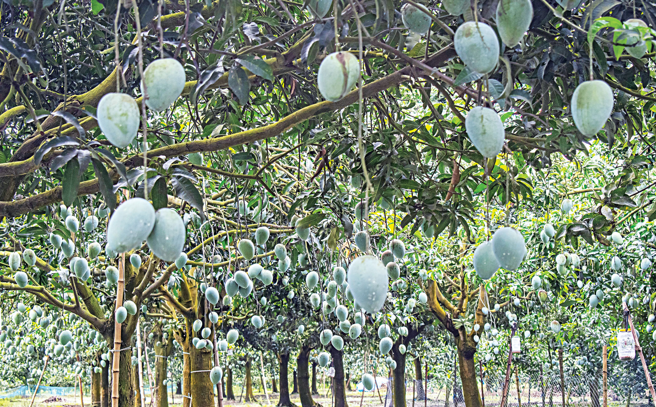 Sapahar: The heartland of mango trade