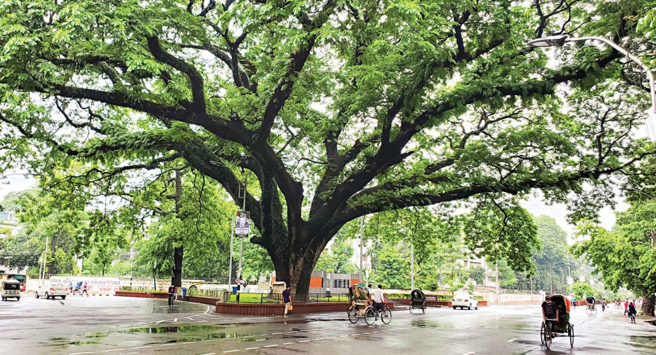 Trees can be the cheapest anti-heat, anti-anger infrastructure