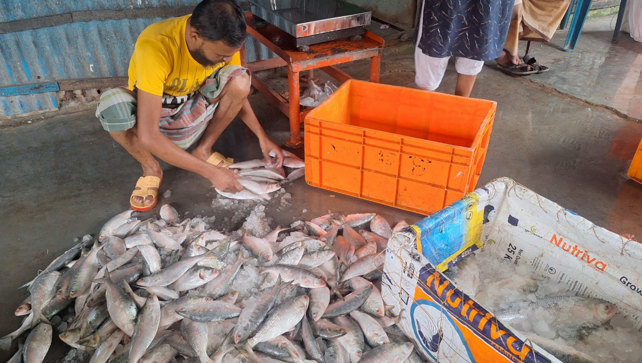 Where have all the big hilsa gone?