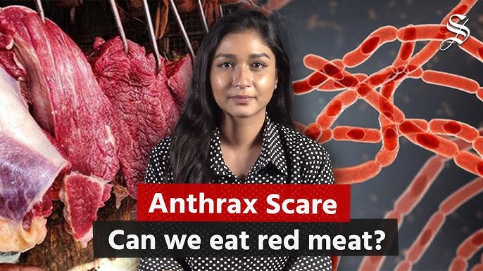 Anthrax reemergence: Is it safe to eat red meat?
