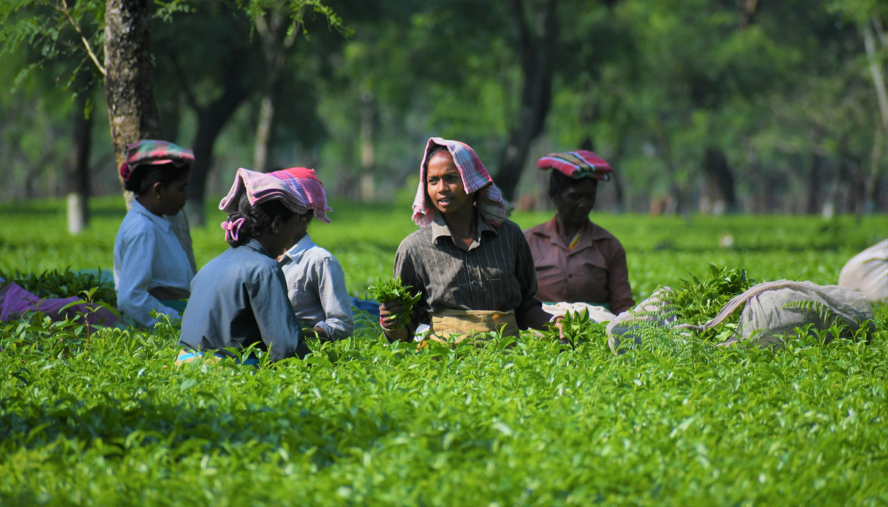 A bitter brew: Climate change and the decline of Sylhet’s tea gardens