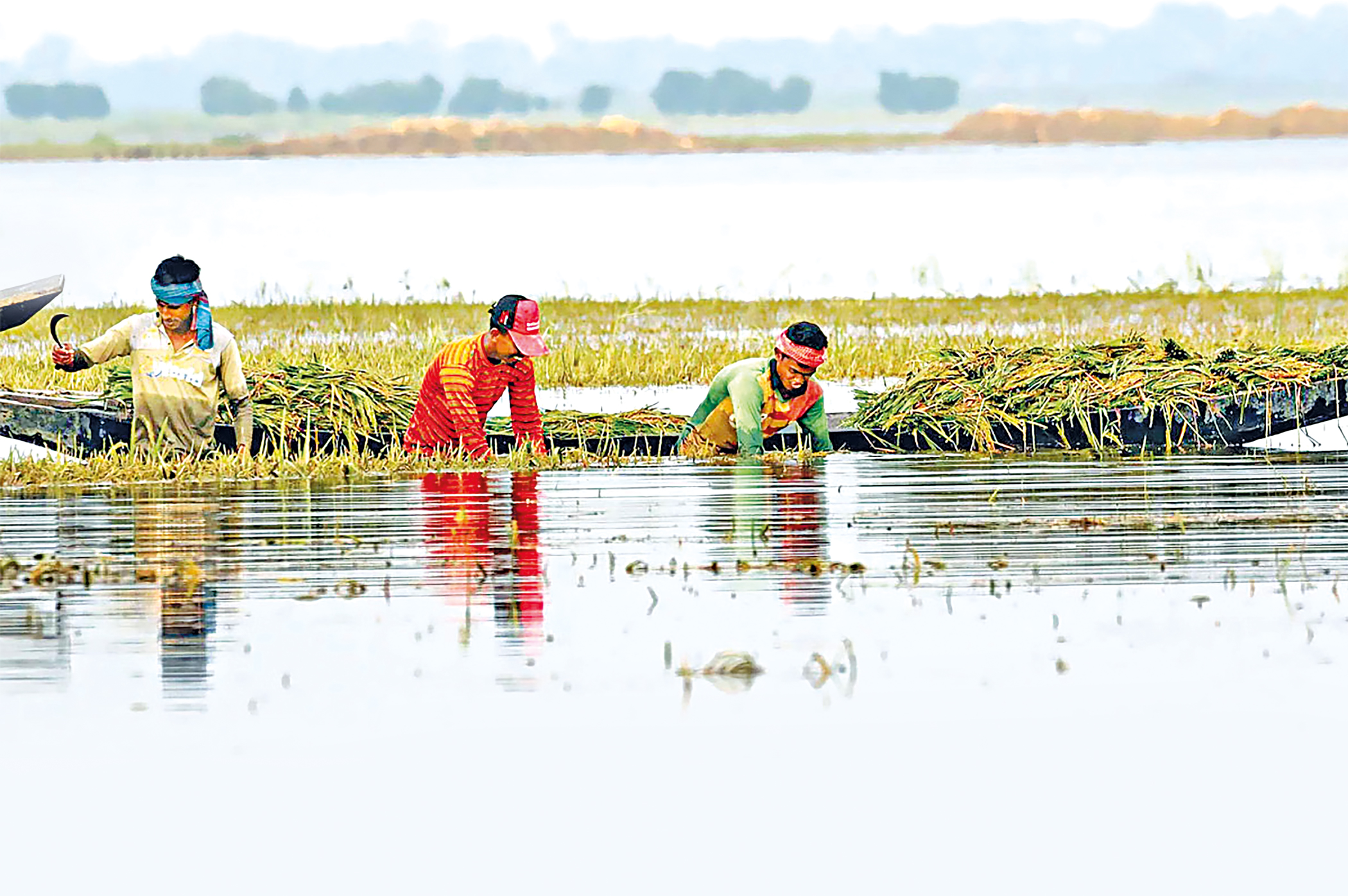 A wetland losing its farmers
