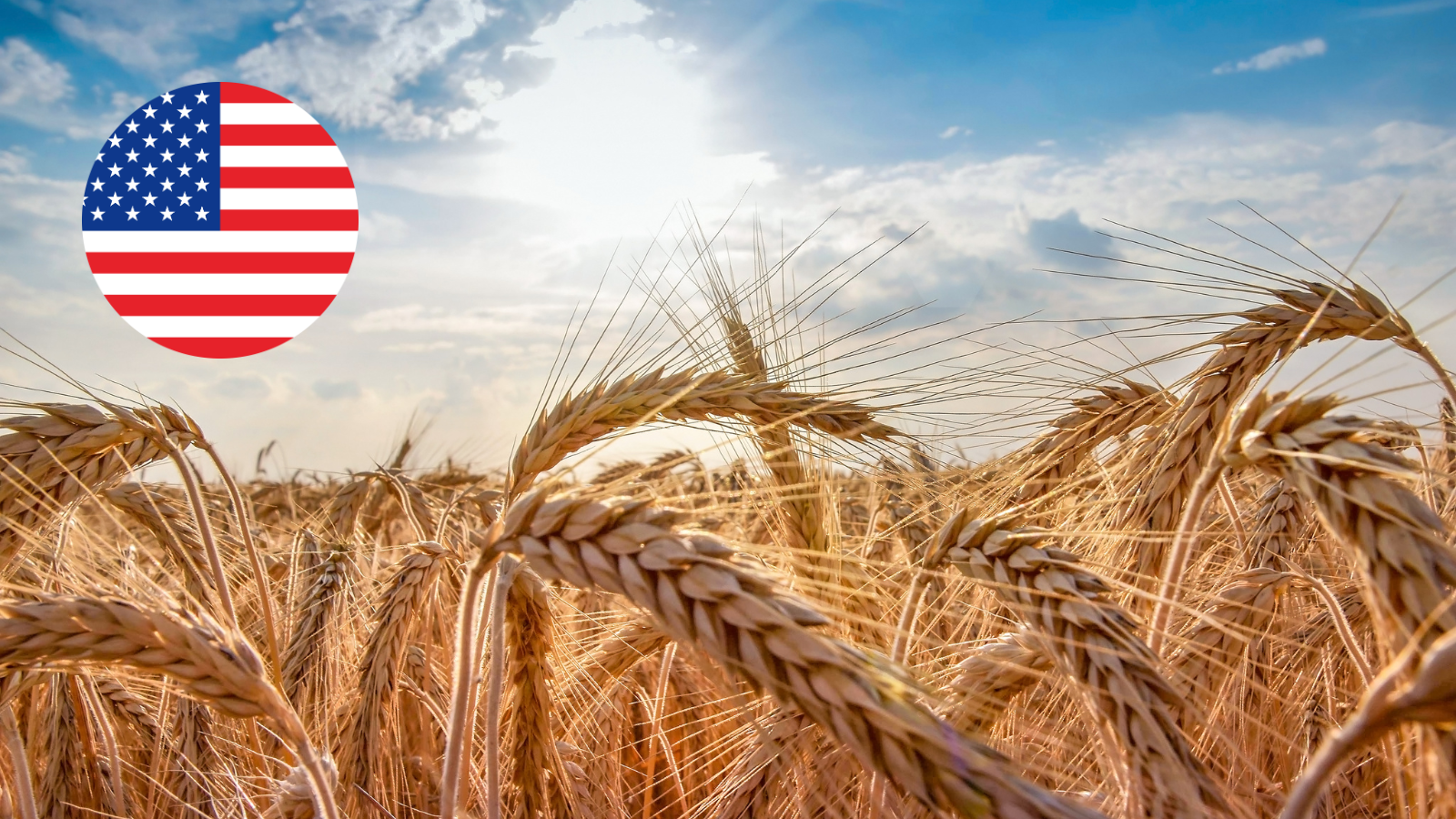 Bangladesh buys US wheat to reduce trade gap