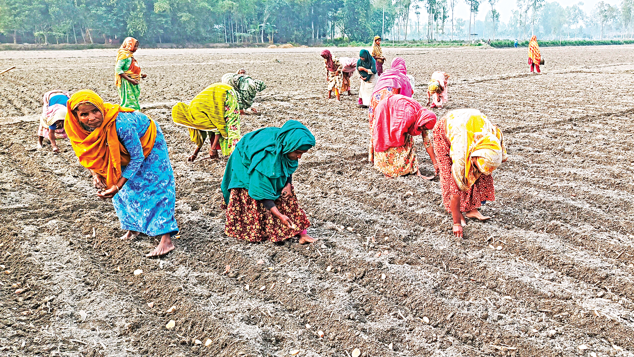 Farmers reduce potato acreage for next year after huge losses
