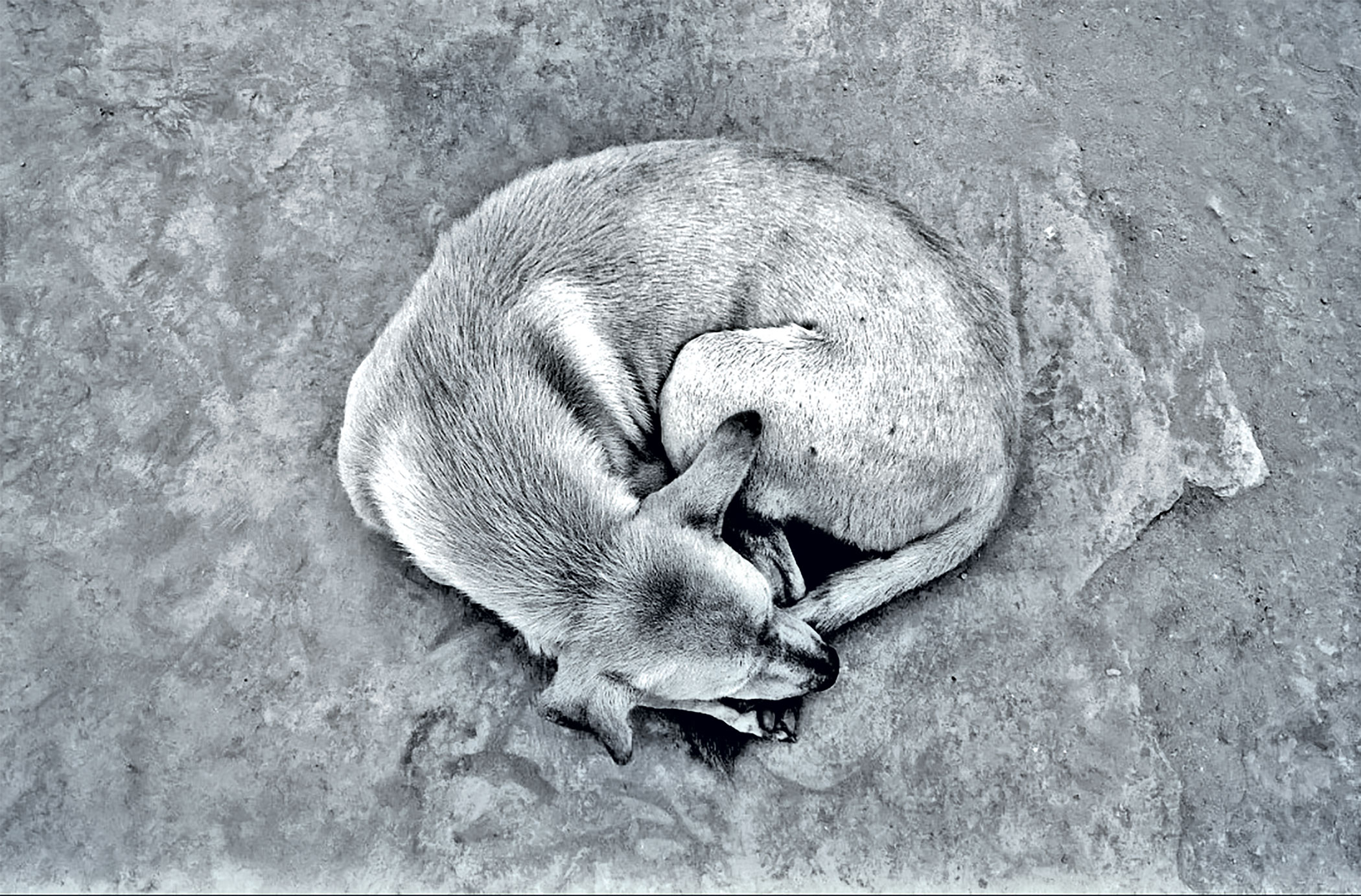 A grieving street dog and reflections on environmental humanities