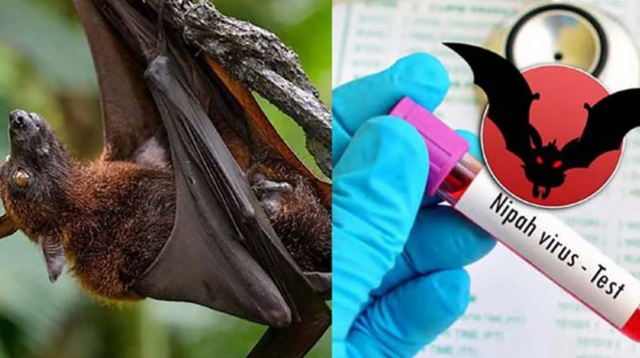 First Nipah virus death of 2026 reported in Naogaon: IEDCR