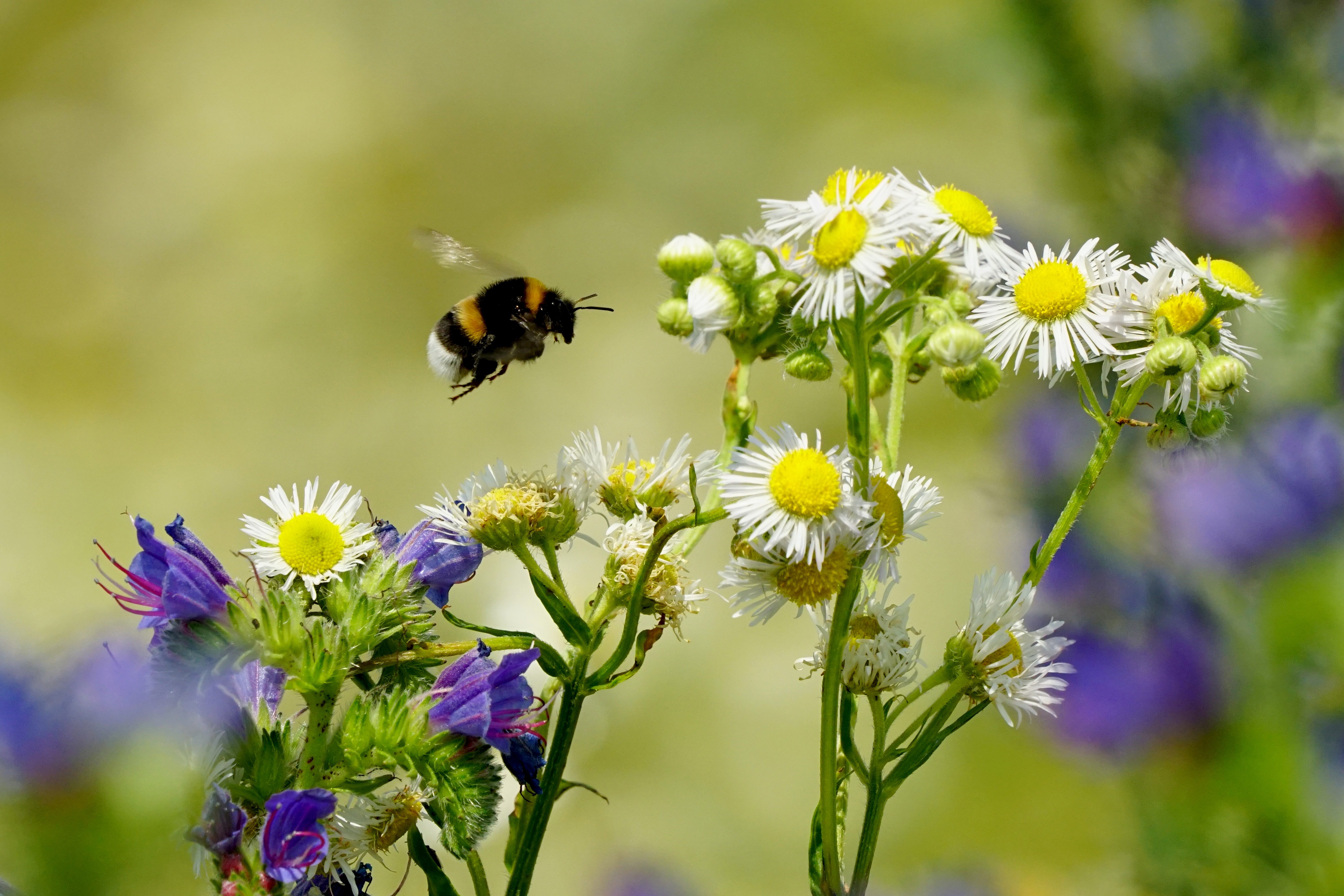 The curious case of the vanishing bees: Explained