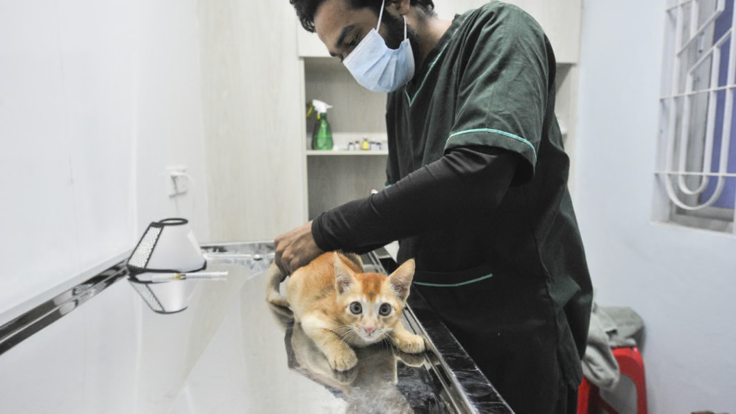 Studying Veterinary Sciences in Bangladesh