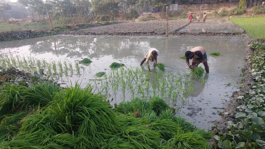 Noakhali Irri_boro paddy PIC 01 (1).jpg