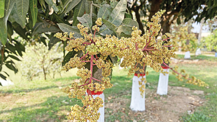 Rajshahi mango production 2026