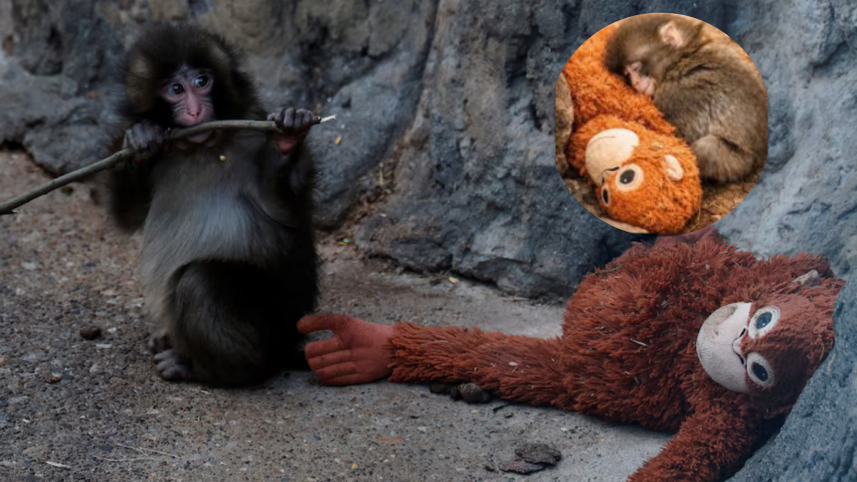 Why is everyone obsessed with this monkey and his toy?