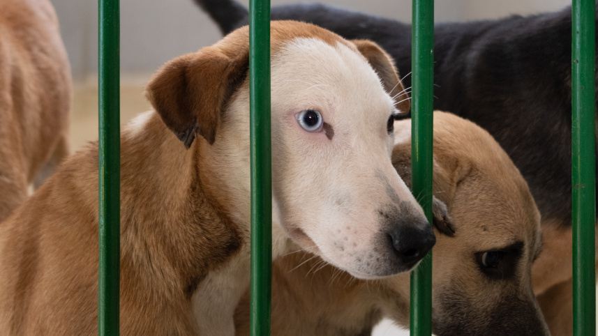 Furry Friends Foundation works to protect street dogs in Dhaka