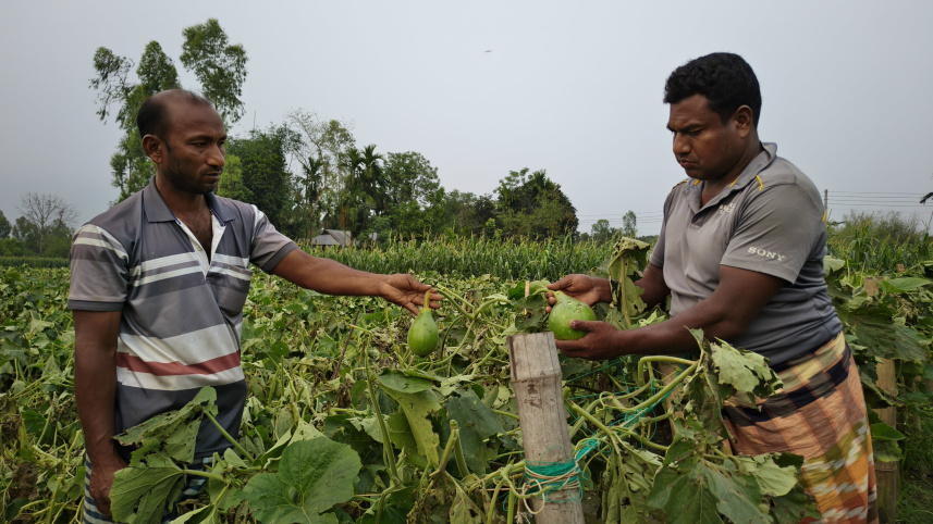 Lalmonirhat vegt seed fields-01.jpg