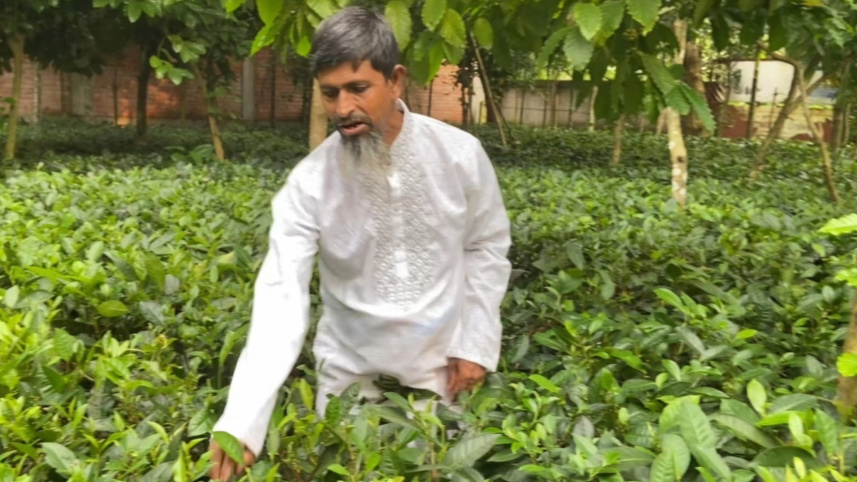 Tea-cultivation-Gazipur.jpg