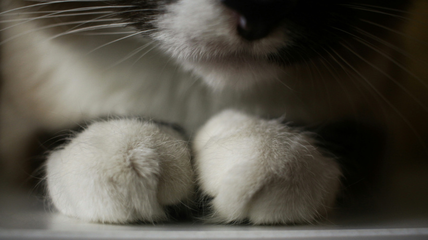 Photo of a cat's paws