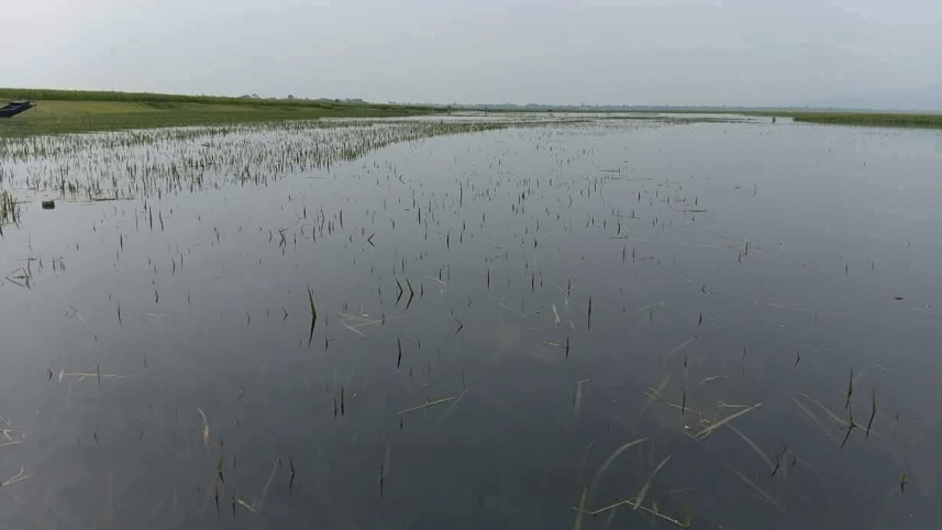 submerge-500-hectares-of-Boro-01.jpg