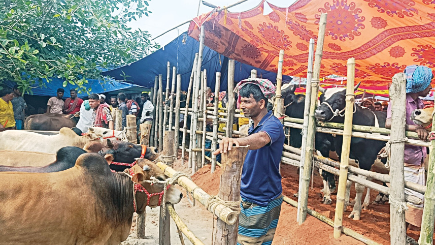 Eid-cattle.jpg