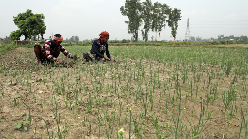 _chinese_vegetable_farming_mushurikhola_savar_photo_by_palash_khan_0006.jpg