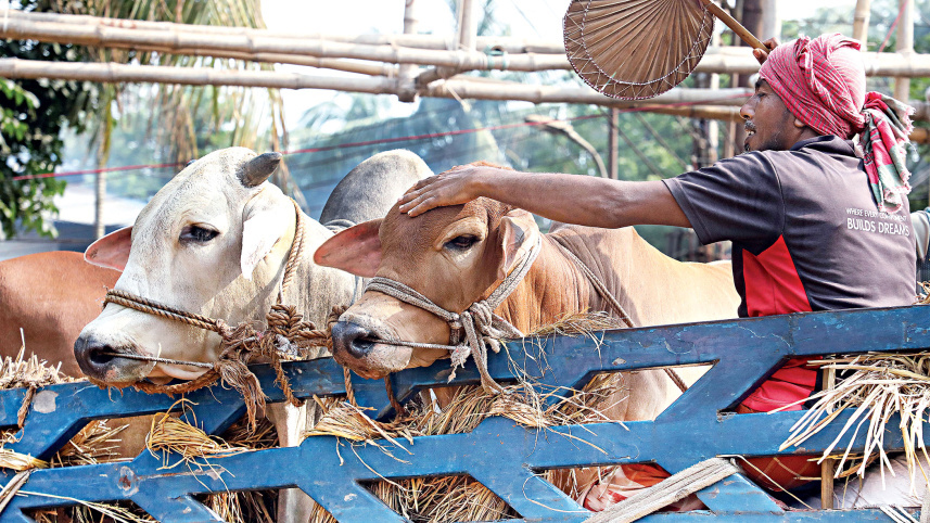 cattle-markets-1.jpg