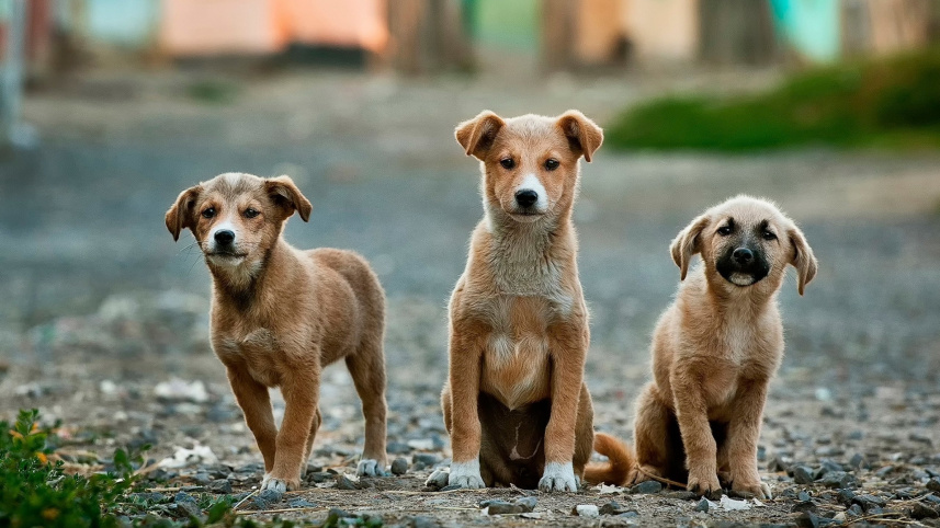 Dogs.png