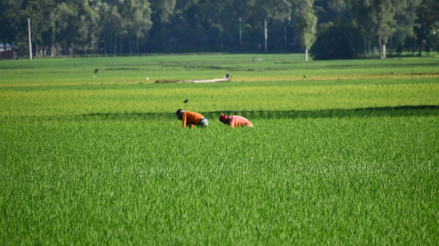 OP_1-Agricultural_sector.jpg