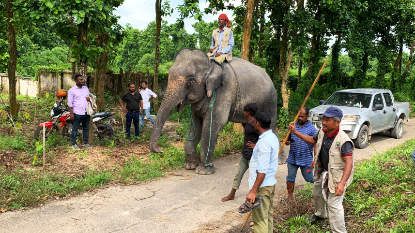 The elephants were returned after their owners submitted bonds on Tk 300 stamp papers. Photo: Courtesy