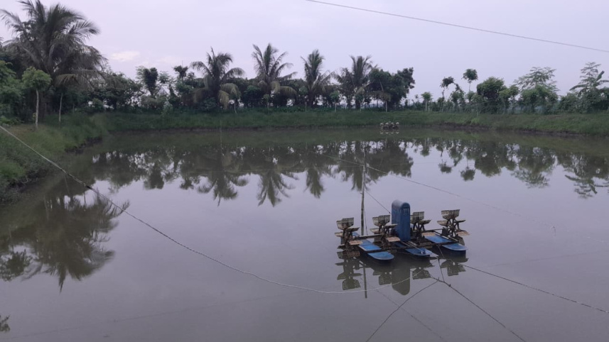 Power crisis affect shrimp farming in Bangladesh