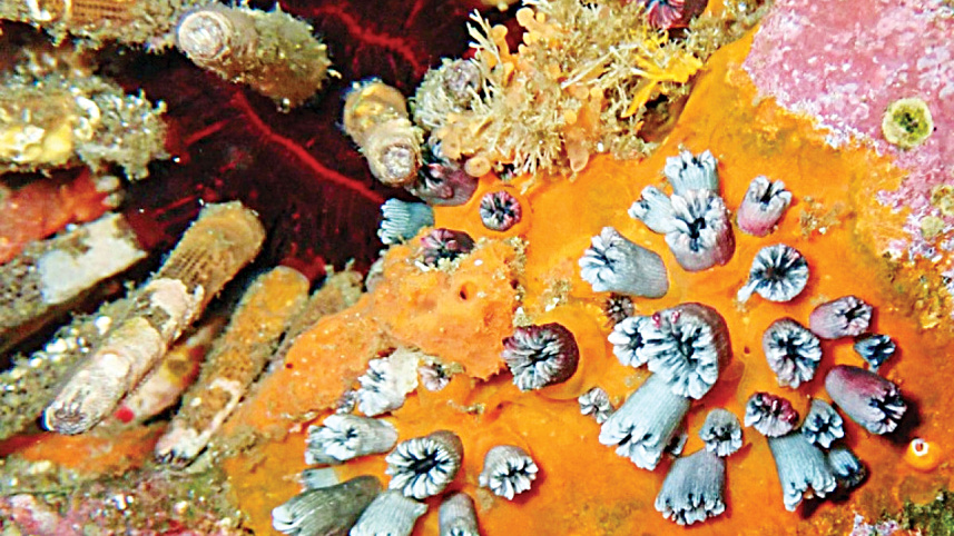 coral-1.jpg